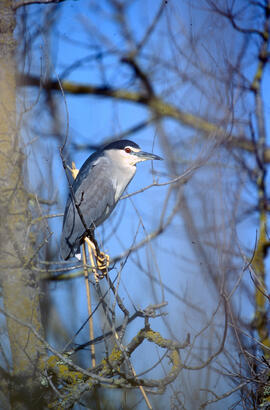 Orval ("Nycticorax nycticorax")