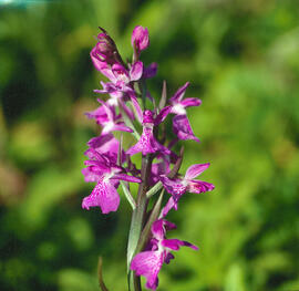Orquídia ("Orchis palustris")