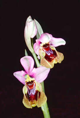 Mosca vermella ("Ophrys tenthredinifera")