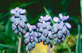 All de bruixa ("Muscari neglectum")