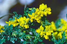 Coronilla ("Coronilla glauca")