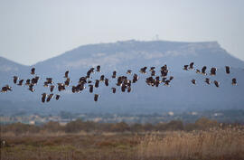 Juies ("Vanellus vanellus")