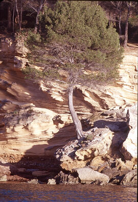 Pi ("Pinus halepensis") sobre una roca al costat de la mar