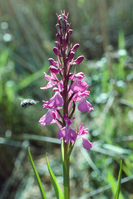 Botons de gos ("Anacamptis palustris")