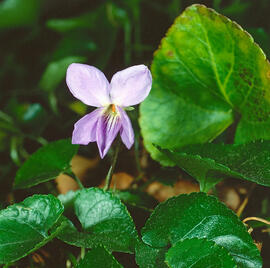 Viola ("Viola alba")