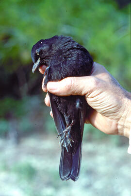 Pàssera ("Monticola solitarius")
