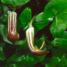 Llengua de frare ("Arisarum vulgare")
