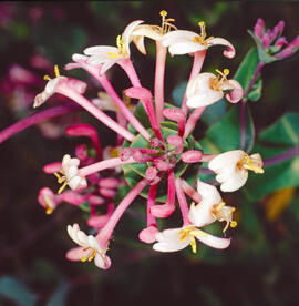 Mareselva ("Lonicera etrusca")