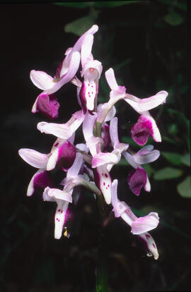 Orquídia ("Orchis mascula")