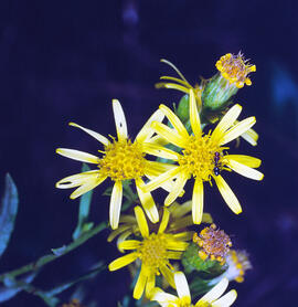 "Senecio inaequidens"