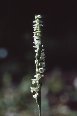 Orquídia de tardor ("Spiranthes spiralis")