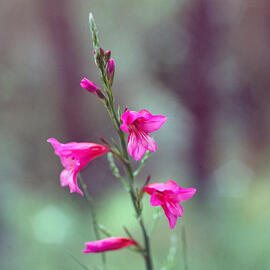 Gladiol ("Gladiolus italicus")