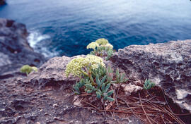 Fonoll marí ("Crithmum maritimum")