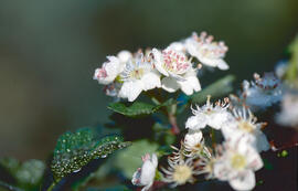 Atzeroler ("Crataegus azarolus")