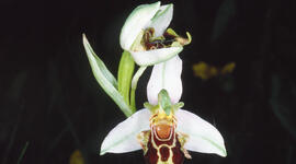 Orquídia abella ("Ophrys apifera")