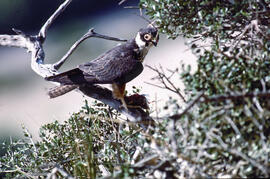Falcó ("Falco peregrinus")