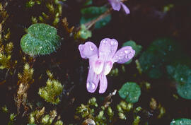 Picardia ("Cymbalaria muralis")