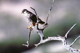 Falcó ("Falco peregrinus")