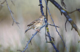 Sól·lera ("Emberiza calandra")