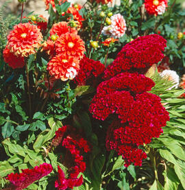 Dàlies ("Dhalia pinnata") i vellutet ("Celosia argentea L.")