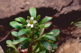 Saxífraga de tres dits ("Saxifraga tridactylites L.")