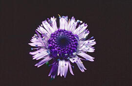 Senet de pobre ("Globularia vulgaris")
