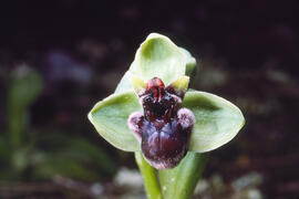 Orquídia abella ("Ophrys apifera")