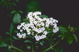 Valeriana ("Valeriana officinalis")