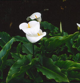 Lliri d'aigua ("Zantedeschia aethiopica")