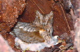 Mussol ("Otus scops") amb cries
