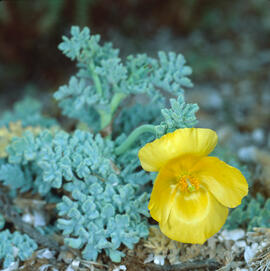 Carxofera de prat ("Glaucium flavum")