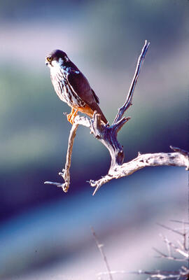 Falcó ("Falco peregrinus")