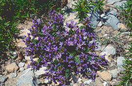 Serpoll ("Thymus serpyllum")