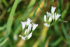 Vitrac ("Allium triquetrum")