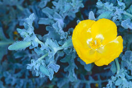 Carxofera de prat ("Glaucium flavum")