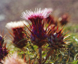 Herbacol ("Cynara cardunculus")