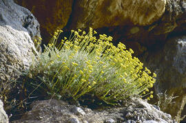 "Helichrysum italicum"
