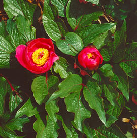 Begonia ("Begonia evansiana")