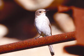 Picamosques ("Muscicapa striata")