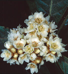 Botons de plata ("Achillea ptarmica")