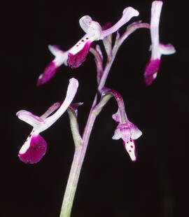 Abellera banyuda ("Ophrys longicornu")