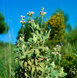 Matagall ("Phlomis purpurea")