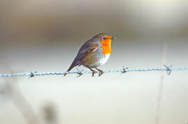 Rupit ("Erithacus rubecula")
