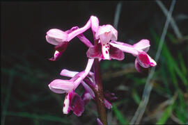 Orquídia ("Orchis mascula")