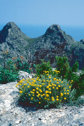 Camamilla groga ("Santolina chamaecyparissus")