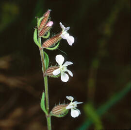 "Silene gallica"