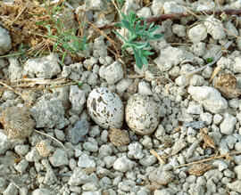 Niu de sebel·lí  ("Burhinus oedicnemus")