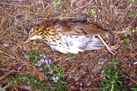 Tord ("Turdus philomelos")
