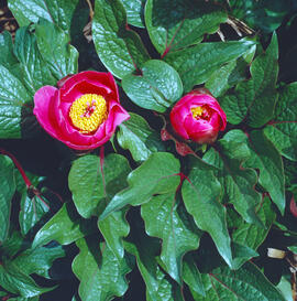 Peònia ("Paeonia mascula")