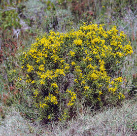 Gatosa ("Genista scorpius")